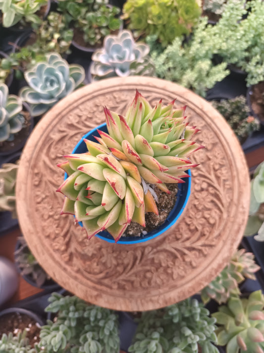 Echeveria agavoides hybrid de dos cabezas