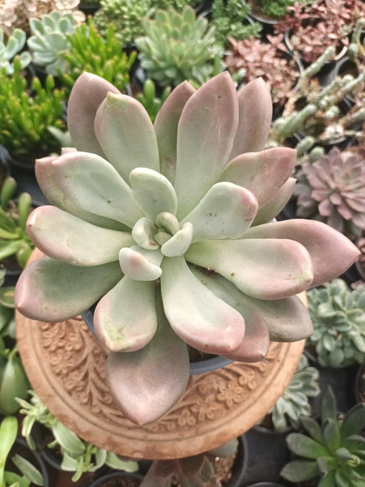 Graptoveria Pink Dona