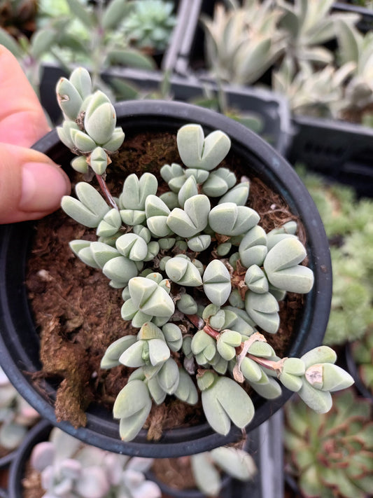 Braunsia Maximiliani